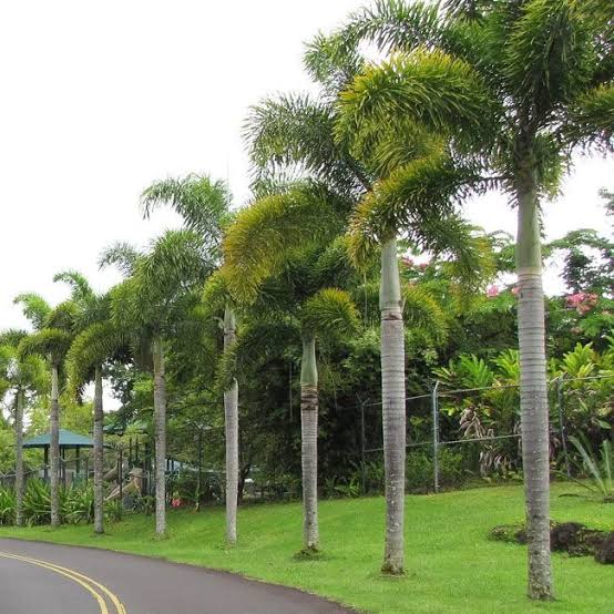 Foxtail Palm Plants — Palm sapling available at Agro Nursery Garden